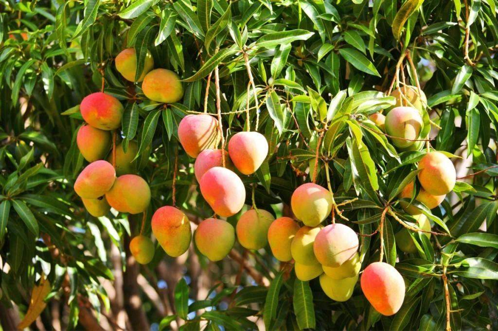 pianta-mango