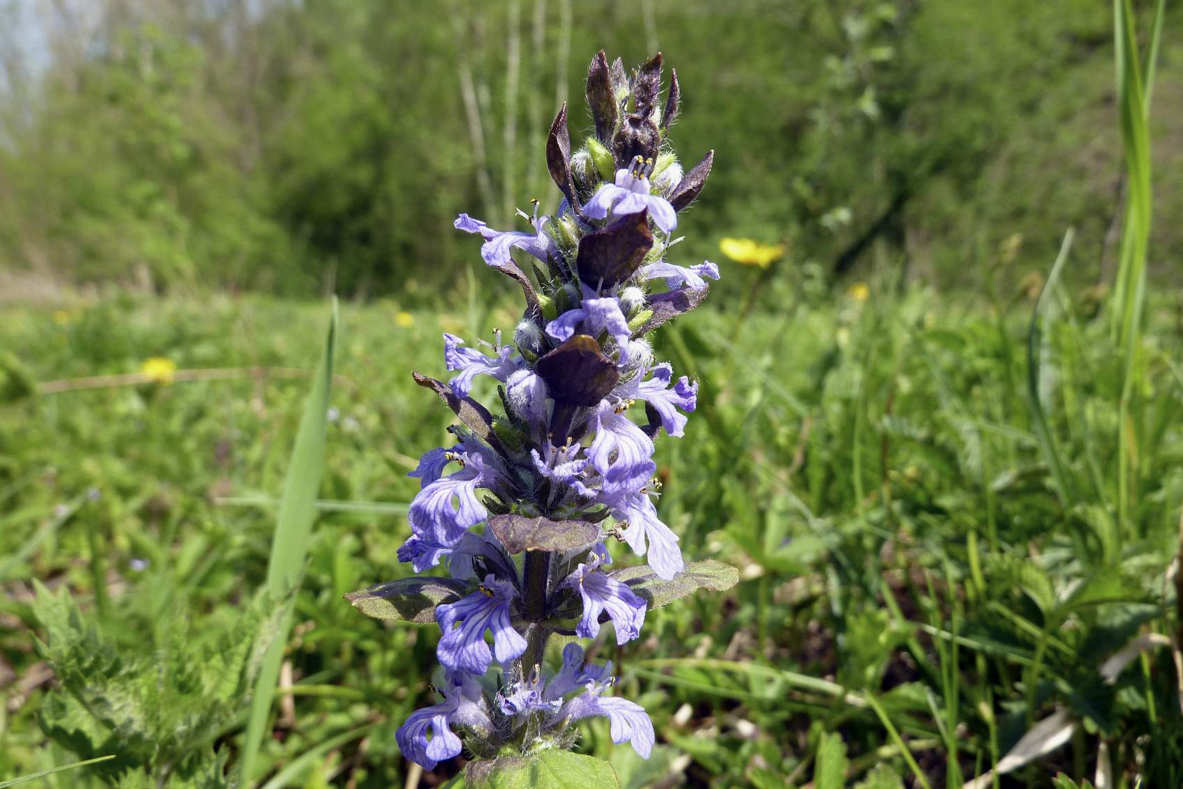 ajuga-reptans-o-bugola-coltivazione-propriet-ed-effetti-collaterali